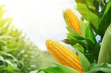 4th International Climate Summit