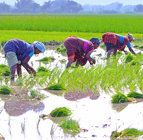 How women-led FPOs are transforming India’s agriculture